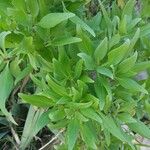 Centranthus ruberBlad