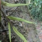 Lomariopsis guineensis Fruit