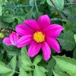 Dahlia tenuicaulis 花