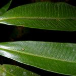Ardisia fimbrillifera Leaf