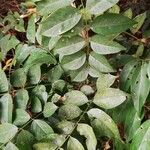 Millettia eetveldeana Hoja
