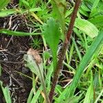 Leucanthemum adustum Blad