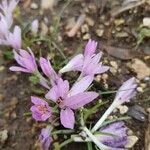 Colchicum hierosolymitanum 花