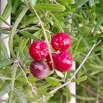 Asparagus aethiopicus Fruit