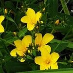 Linum flavum Flower