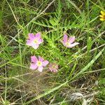 Sabatia campestris Alkat (teljes növény)