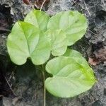 Cissus repens Blatt