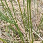 Juncus maritimus Frunză