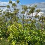 Angelica atropurpurea Hábito