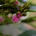 Flemingia macrophylla Buveinė