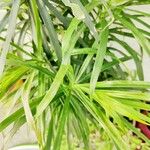 Dracaena angustifoliaFuelha