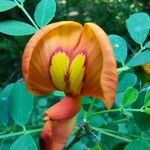 Colutea orientalis Цвят