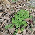 Oxalis dillenii Blatt