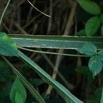 Vigna vexillata Outro