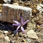 Colchicum filifolium ফুল