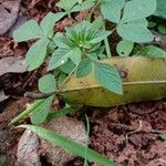 Cleome rutidosperma Агульны выгляд