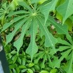 Manihot grahamii Leaf