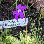 Pinguicula moranensis പുഷ്പം
