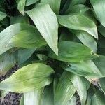 Aspidistra lurida List