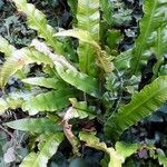 Asplenium scolopendrium Liść