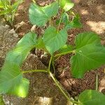 Cissus verticillata Leaf