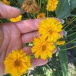 Coreopsis grandifloraЦвят