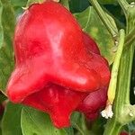 Capsicum baccatum Fruit