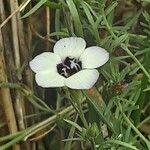 Gilia tricolor फूल
