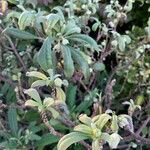 Edgeworthia tomentosa Fuelha