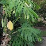 Monstera deliciosa Flors