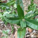 Tapeinosperma amplexicaule Blatt