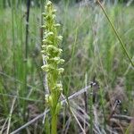 Platanthera aquilonis Flower