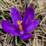 Crocus heuffelianus Цвят