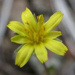 Agoseris heterophylla 花