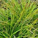 Carex sylvaticaFolha