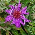 Symphyotrichum novae-angliaeBlüte