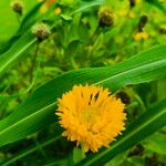 Verbesina encelioides Blatt