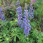 Lupinus nootkatensis Cvijet