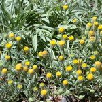Erigeron lassenianus Hábito