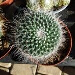 Mammillaria hahniana Plante entière