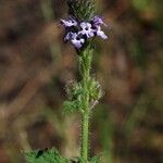 Verbena lasiostachys പുഷ്പം