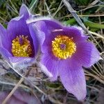 Pulsatilla grandis Flor