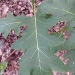 Solanum carolinense Leaf