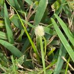 Cyperus sesquiflorus Blüte