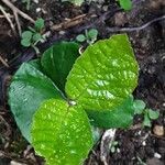 Fagus orientalis Leaf