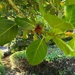 Ficus benghalensis 葉