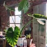 Alocasia macrorrhizos Levél