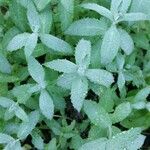 Salvia leucophylla List