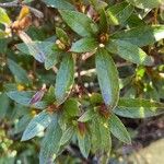 Rhododendron indicum Blad