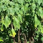 Tithonia diversifolia Costuma